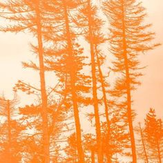 the tops of tall pine trees are shown in this image with an orange hued background