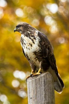 a brown and white bird sitting on top of a wooden post