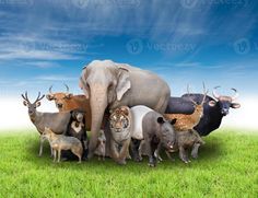 an elephant surrounded by many different types of animals in the grass with blue sky and clouds