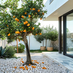 an orange tree with lots of fruit growing on it's branches in a rock garden