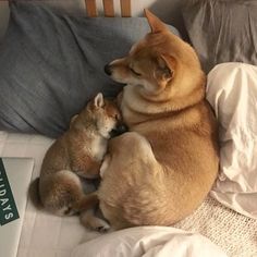 two dogs are cuddling together on the bed