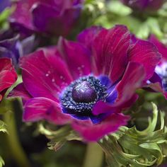 purple and red flowers with water droplets on them