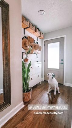 a white dog sitting in front of a mirror on top of a hard wood floor