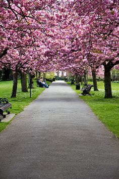 a pathway lined with trees and benches next to each other in a park filled with lots of pink flowers