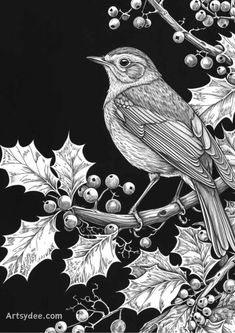 a black and white drawing of a bird sitting on a branch with holly berries around it