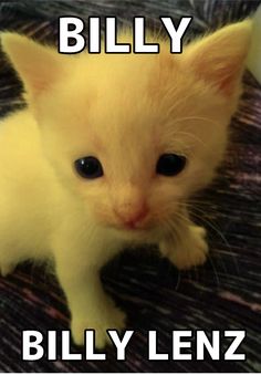 a white kitten sitting on top of a bed next to the caption billy lenz