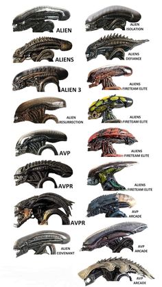 Alien Xenomorph Concept Art, Xenomorph Anatomy, Xenomorph Concept Art, Xenomorph Aesthetic, Alien Species Concept Art, Star Wars Creatures, Xenomorph Types, Fantasy Anatomy, Aliens Movie Art