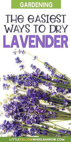 lavender flowers with the title gardening the easier ways to dry lavender