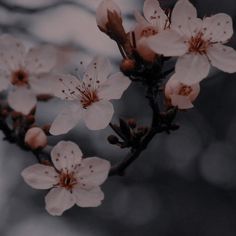 some pink flowers are blooming on a tree branch