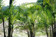 three potted palm trees in front of a window