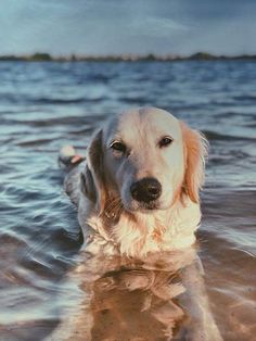 a golden retriever is swimming in the water at the beach with his head above the water's surface