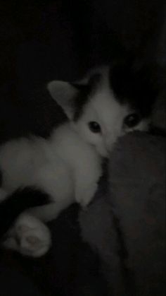 a black and white photo of a kitten