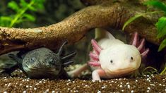 two axamas in an aquarium looking at each other and one is laying on the ground