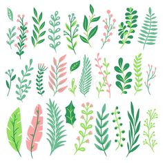 different types of plants and leaves on white background