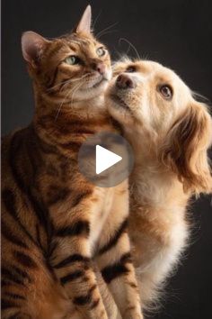 a cat and dog playing with each other