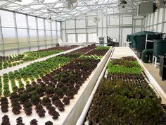 several rows of plants in a large greenhouse