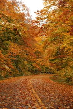 an empty road surrounded by lots of trees with leaves on the ground and in front of it