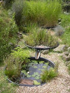 there is a small pond in the middle of some plants and rocks on the ground