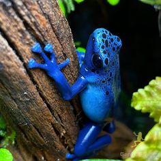 a blue and black frog sitting on top of a tree