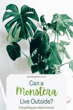 a plant with the words can a monstera live outside?