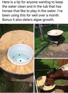 a horse drinking water out of a bowl on top of a wooden table next to a barrel