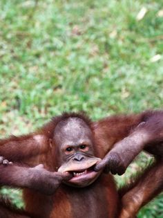 an orangutan holding on to its back in the grass