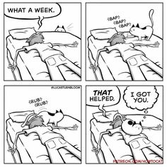 a comic strip with an image of a cat sleeping in bed