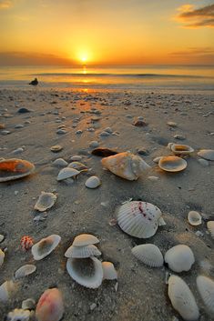 seashells and seagulls on the beach at sunset