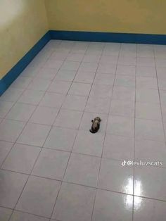 a small dog is sitting on the floor in a room with tiled floors and walls