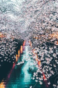 the trees are blooming in full bloom and reflecting water on the ground below them