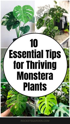 the top ten essential tips for thriving monster plants