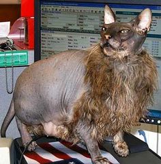 a hairless cat sitting on top of a computer desk