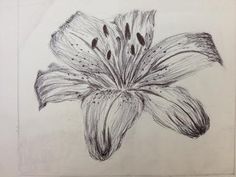 a pencil drawing of a flower