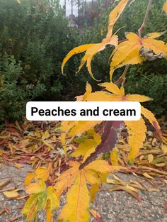 there is a sign that says peaches and cream in front of some leaves on the ground