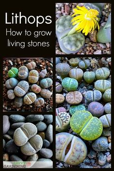 several pictures of rocks and plants with the words lithops how to grow living stones