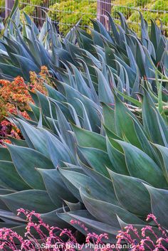 many large green plants with purple flowers in the background