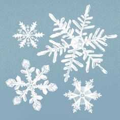 three snowflakes on a blue background, one is white and the other is clear