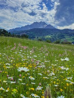 wildflowers and daisies in a meadow with mountains in the background