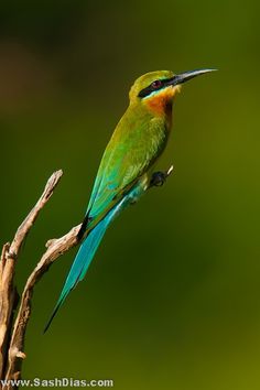 a colorful bird sitting on top of a tree branch