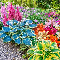 colorful flowers are in the middle of a gravel garden bed, with green and purple foliage