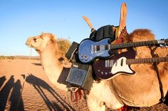 a camel with a guitar strapped to it's back