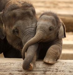 two baby elephants standing next to each other