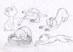 several drawings of cats drinking water from a bowl