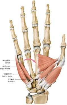 the muscles are shown in this diagram, and there is no image on it to describe