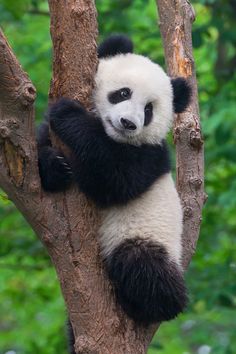 a panda bear sitting on top of a tree