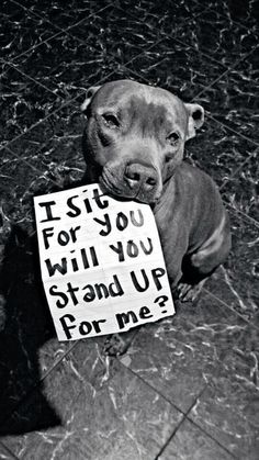 a dog holding a sign that says i sit for you will you stand up for me?