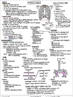 an image of the human body and its functions in texturals, including diagrams