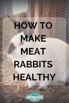 a rabbit sitting in hay with the words how to make meat rabbits healthy