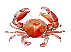 a watercolor painting of a crab on a white background with red and orange colors