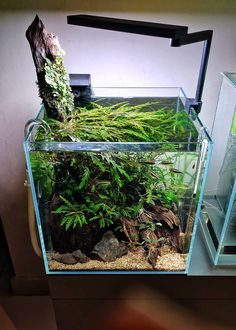 an aquarium with plants and rocks in it